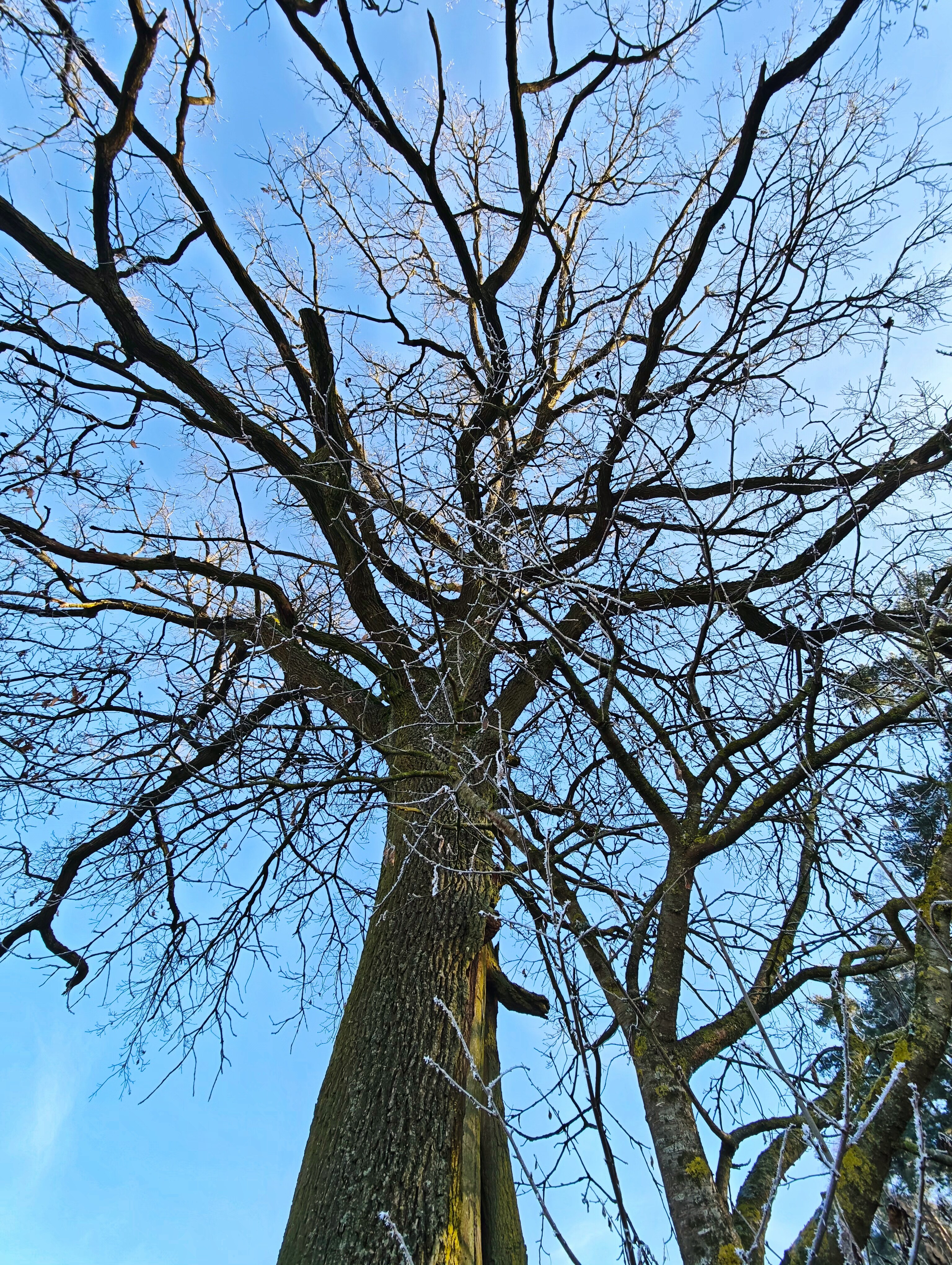IMG 20241227 111556